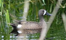 Blue-winged teal drake