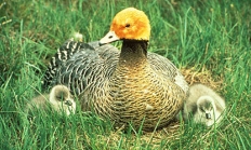emperor_goose_usfws.jpg Emperor goose