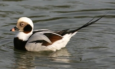 Long-tailed duck drake