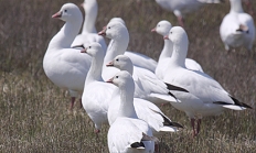 Ross' geese