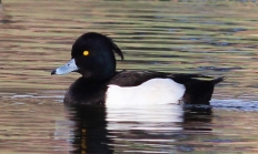 Tufted duck drake