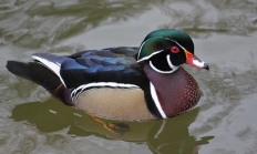 Wood duck drake