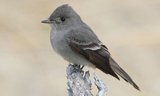 Western wood pewee