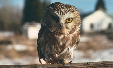 Saw whet owl