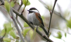 Chestnut-backed chickadee