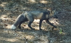 Sierra Nevada red fox