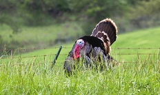 Wild tom turkey