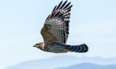 Red-shouldered hawk