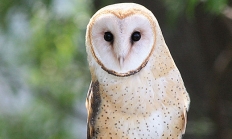 Barn owl