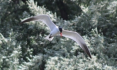 Caspian tern