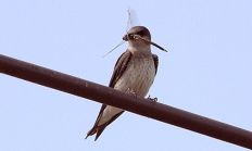 Purple martin