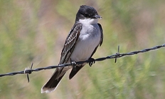 Eastern king bird