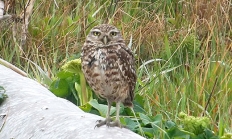 Burrowing owl