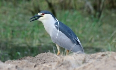 Black-crowned night heron