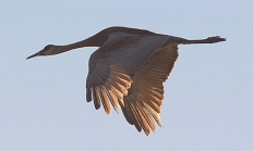 Sandhill crane