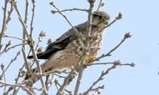 Prarie falcon