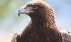 Golden eagle