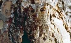 Flammulated owl