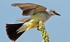 Western kingbird