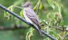 Olive-sided flycatcher