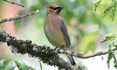 Cedar waxwing