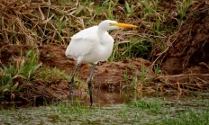 Great egret