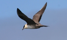 Long-tailed jaeger