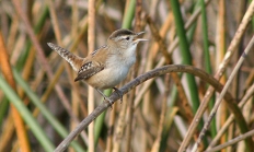 Marsh wren