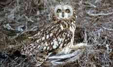 Short-eared owl