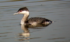 Horned grebe