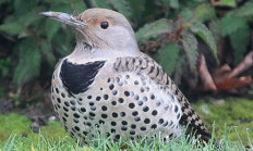 Northern flicker