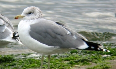 California gull