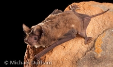Brazilian free-tailed bat