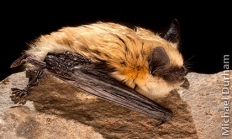 Western small-footed bat