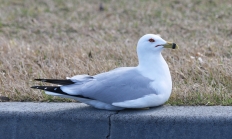 Ring-billed gull