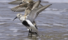 Dunlin