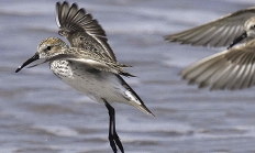 Sanderling