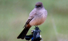 Say's phoebe