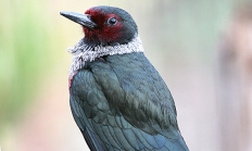 Lewis' woodpecker