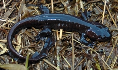 Northwestern salamander