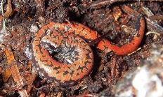 Oregon slender salamander