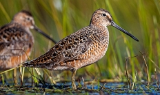 Short billed dowitcher