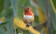 Allen's hummingbird male
