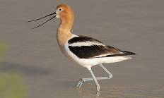 American Avocet