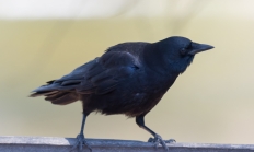 American crow