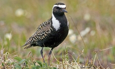 American golden plover