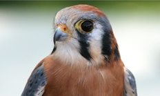 American Kestral