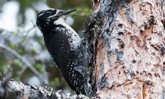 American three toed woodpecker