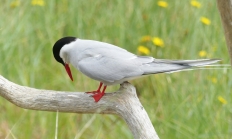 Artic tern