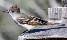 Ash-throated flycatcher